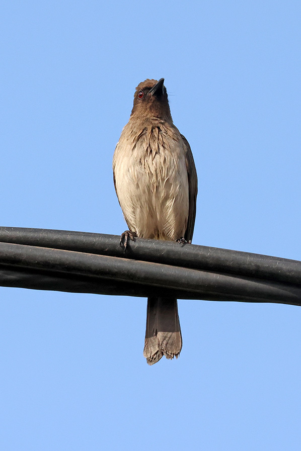 Common Bulbul